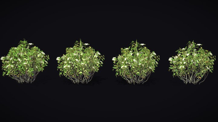Chokeberry Bush | Aronia Melanocarpa | GameReady 3D Model