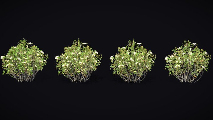 Chokeberry Bush | Aronia Melanocarpa | GameReady 3D Model
