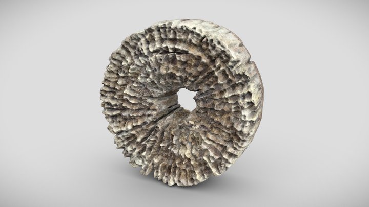 Cypress Quern Wheel 3D Model