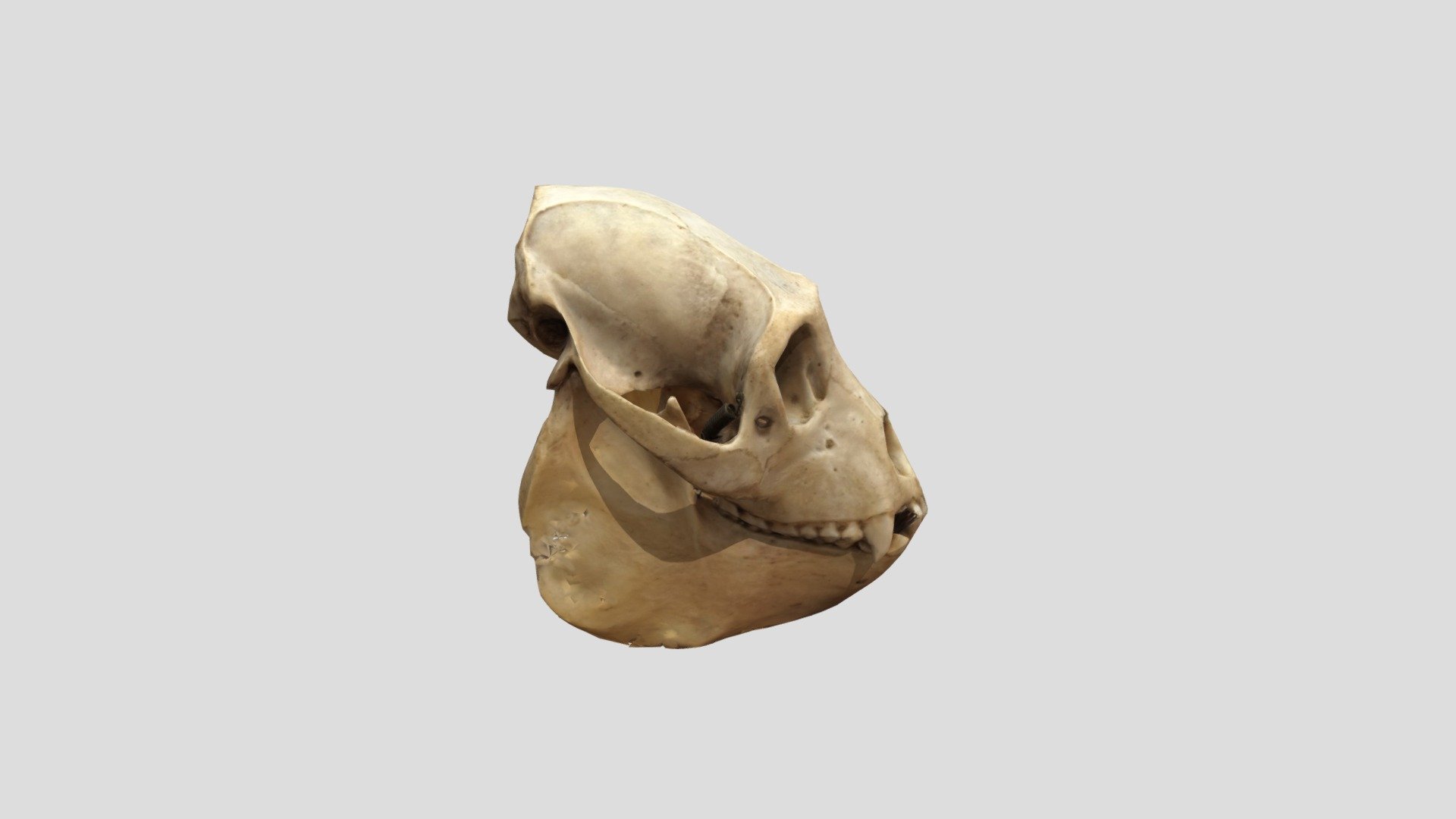 Singe Hurleur