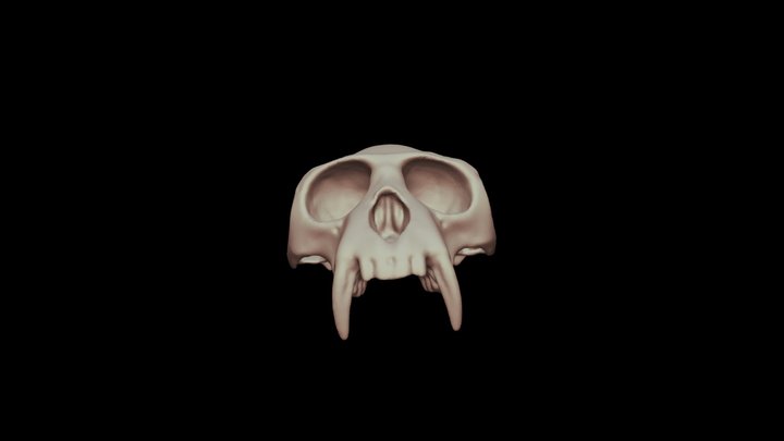 Colobus Top 3D Model
