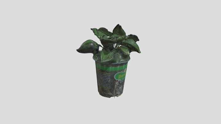 habanero 3D Model