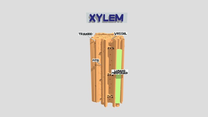 Jaringan Pengangkut (Xylem) – Gratis 3D-model STL