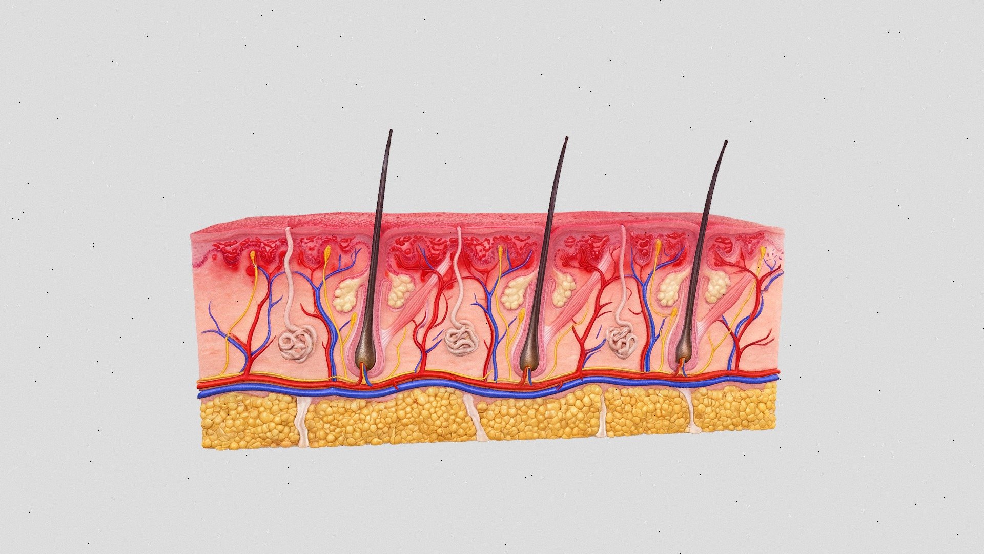 1st Degree Burn Human Skin Cross-Section - 3D model by CreativeKiwi3563 ...