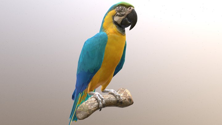 Blue And Gold Macaw Parrot 3D Model