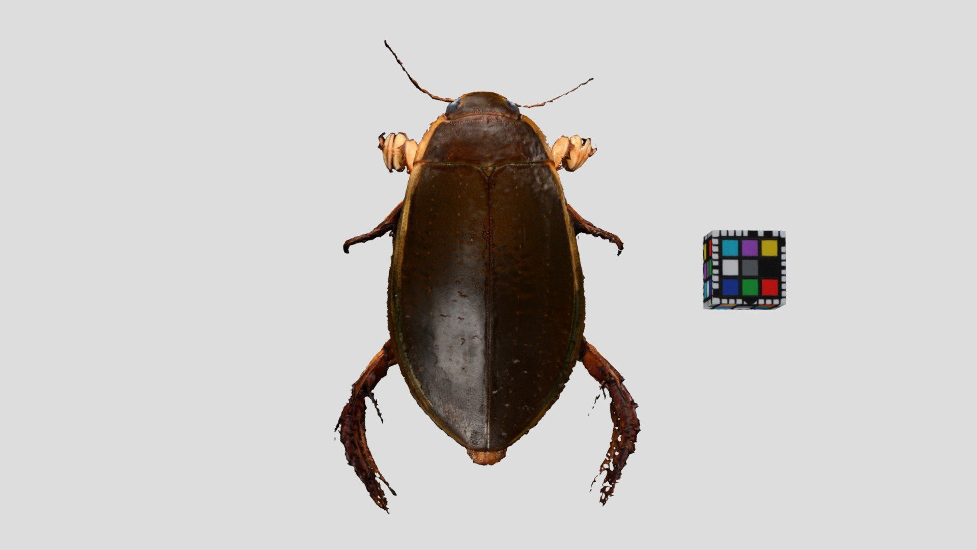 ゲンゴロウ Diving beetle, Cybister chinensis