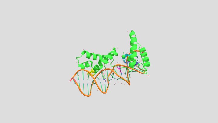 Crystal Structure of CENP-B and CENP-B Box DNA 3D Model