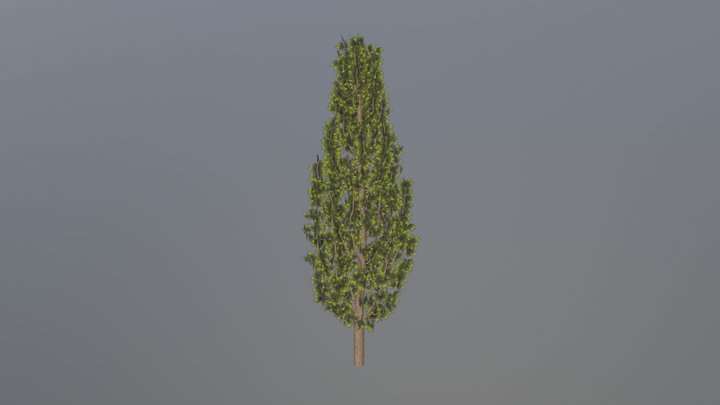 Cypress from Space Colonization 3D Model