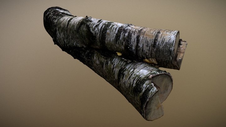 Birch Tree Log - Photogrammetry 3D Model