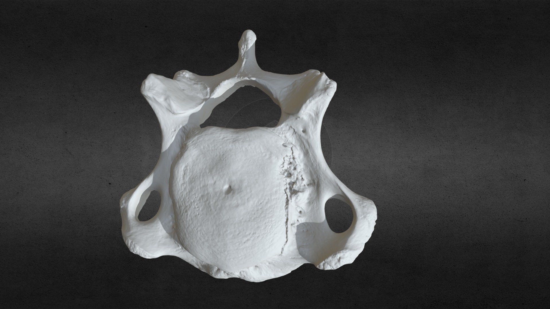 Loxodanta africana (elephant) C4