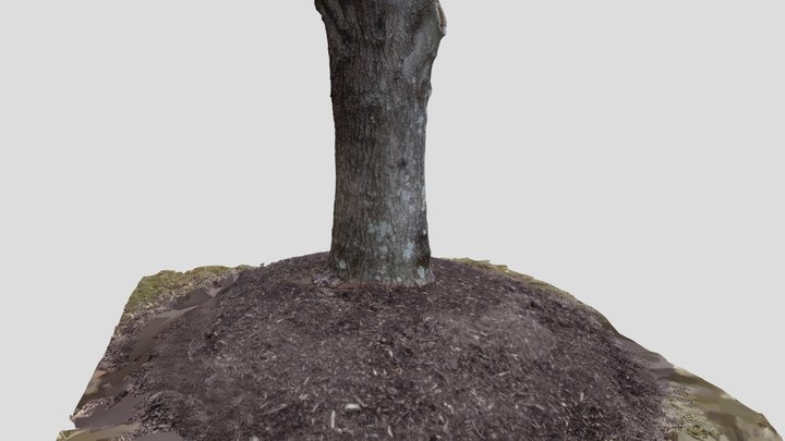 Photoscanned Tree Trunk with Mulch Base 3D Model