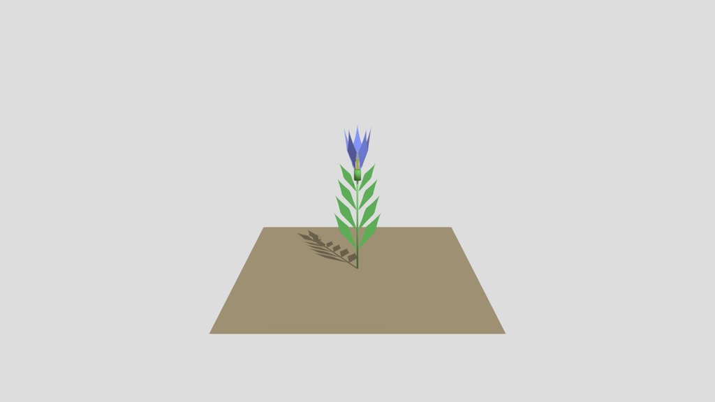 Gentiana Scabra Var