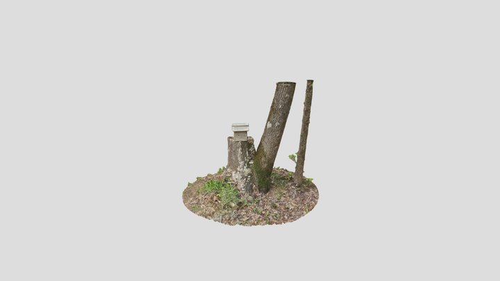 Turkeytail Stump 3D Model