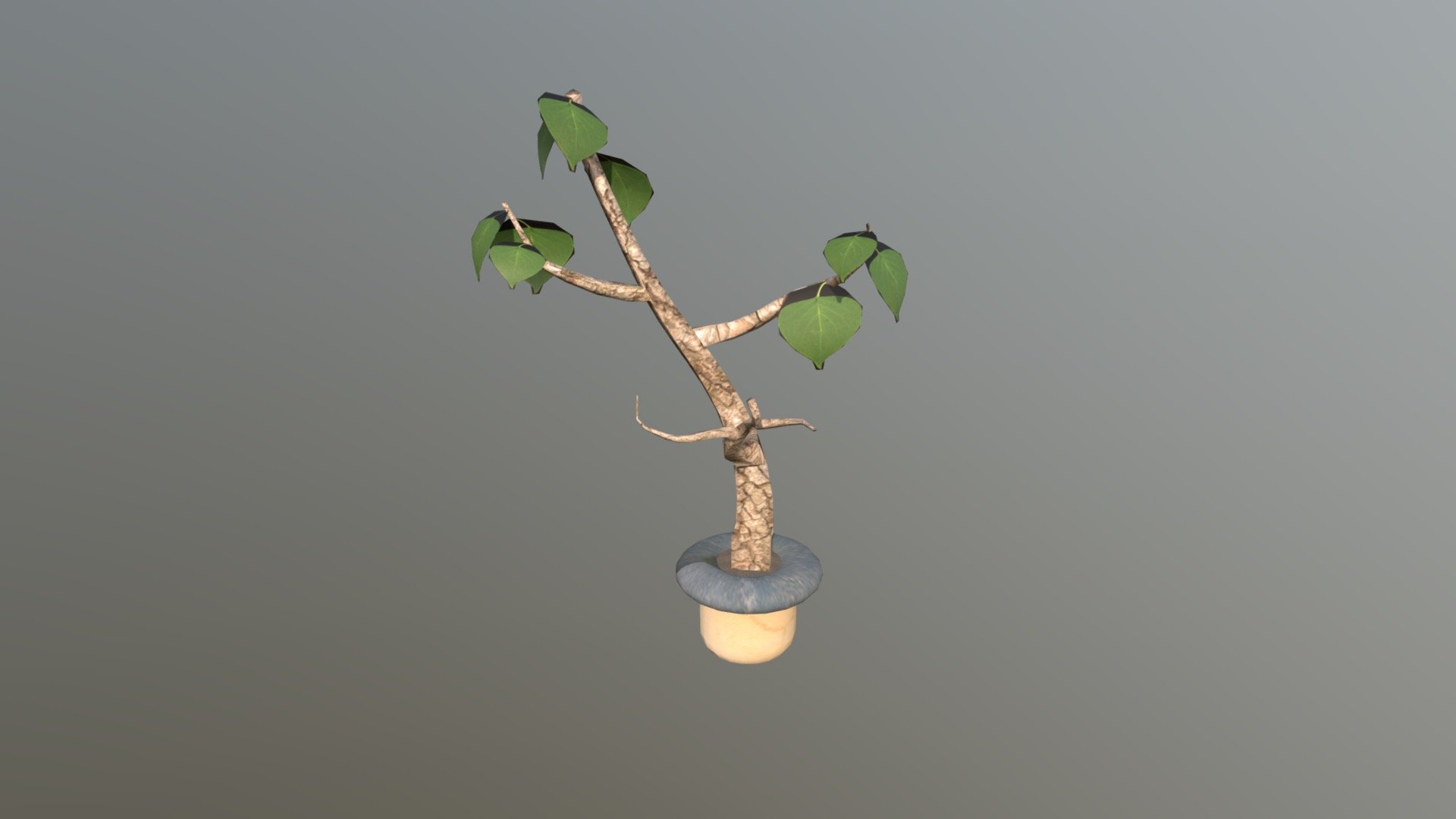 wk8_plant