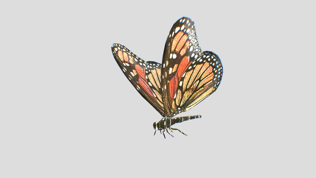 Butterfly