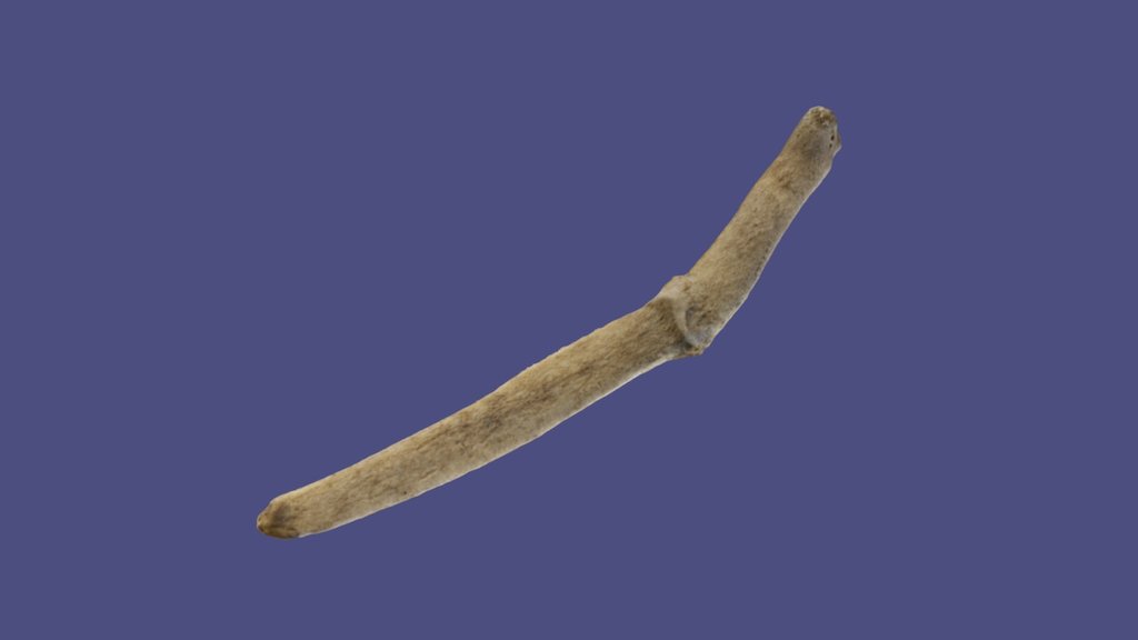 Deer False Rib