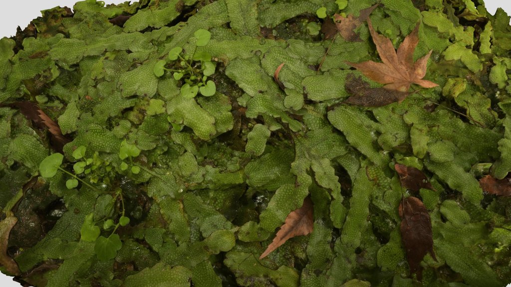 CC0 ジャゴケ？ Great Scented Liverwort, C. conicum
