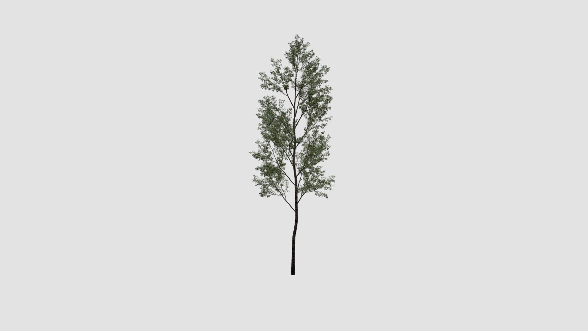 Tree — Sketchfab embed 3D viewer