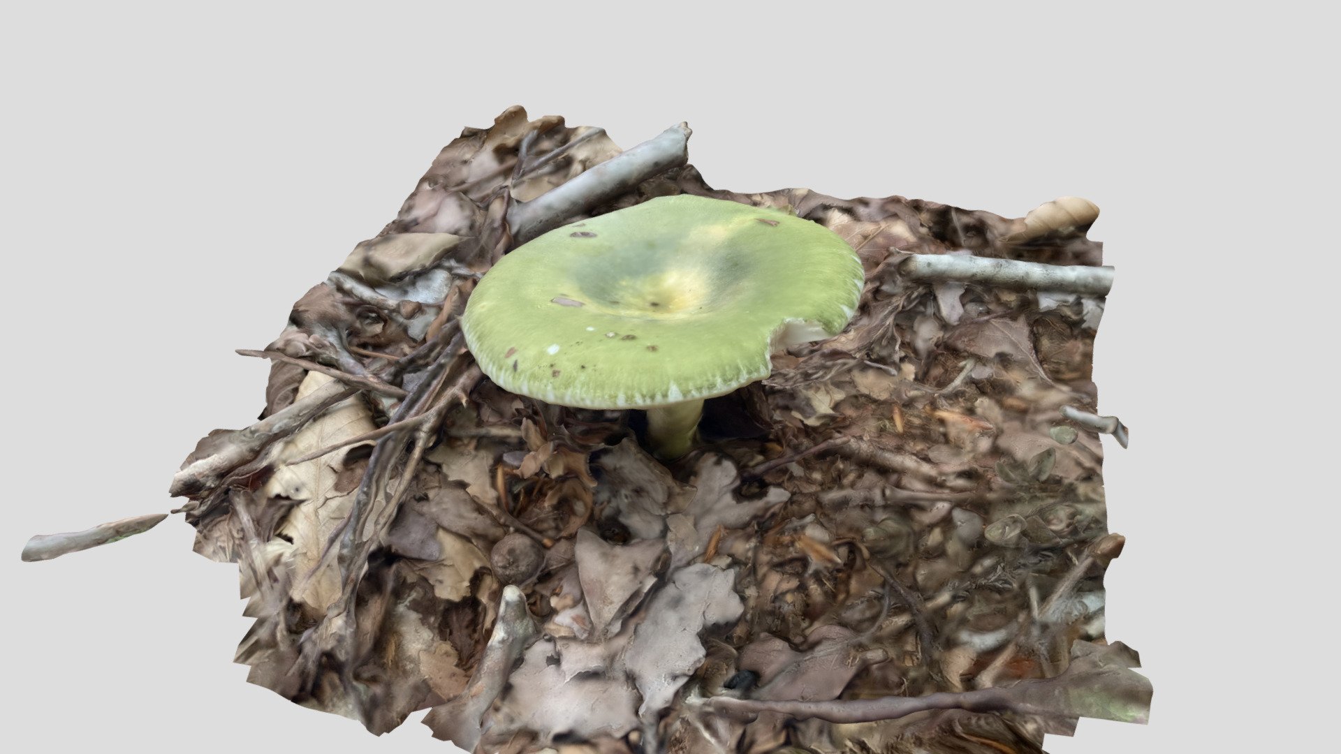 Russula cyanoxantha (カワリハツ）