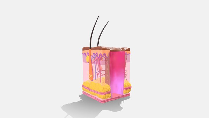 Skin with a punch biopsy wound 3D Model