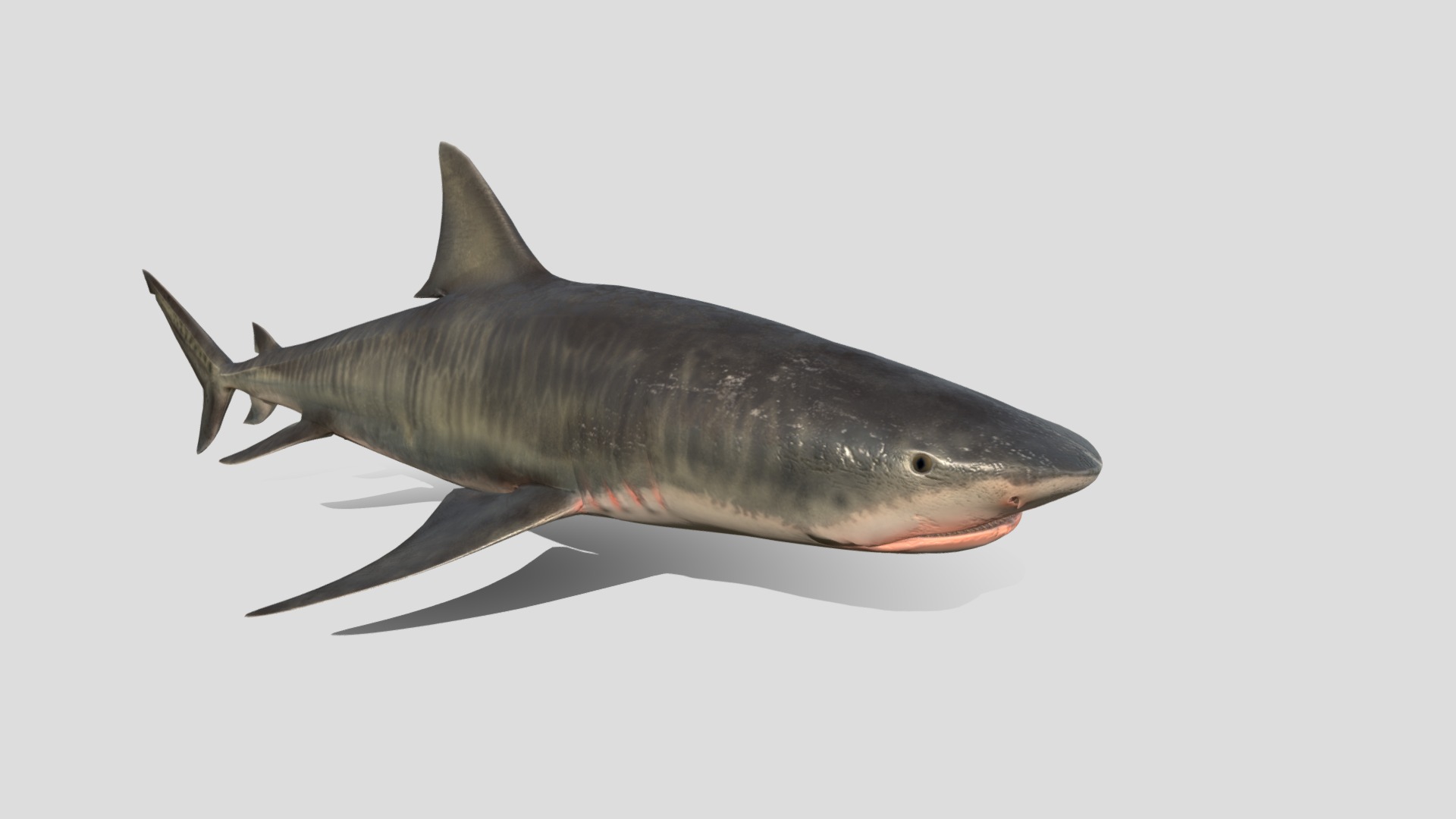 3D model Tiger Shark - This is a 3D model of the Tiger Shark. The 3D model is about a shark with a long tail.