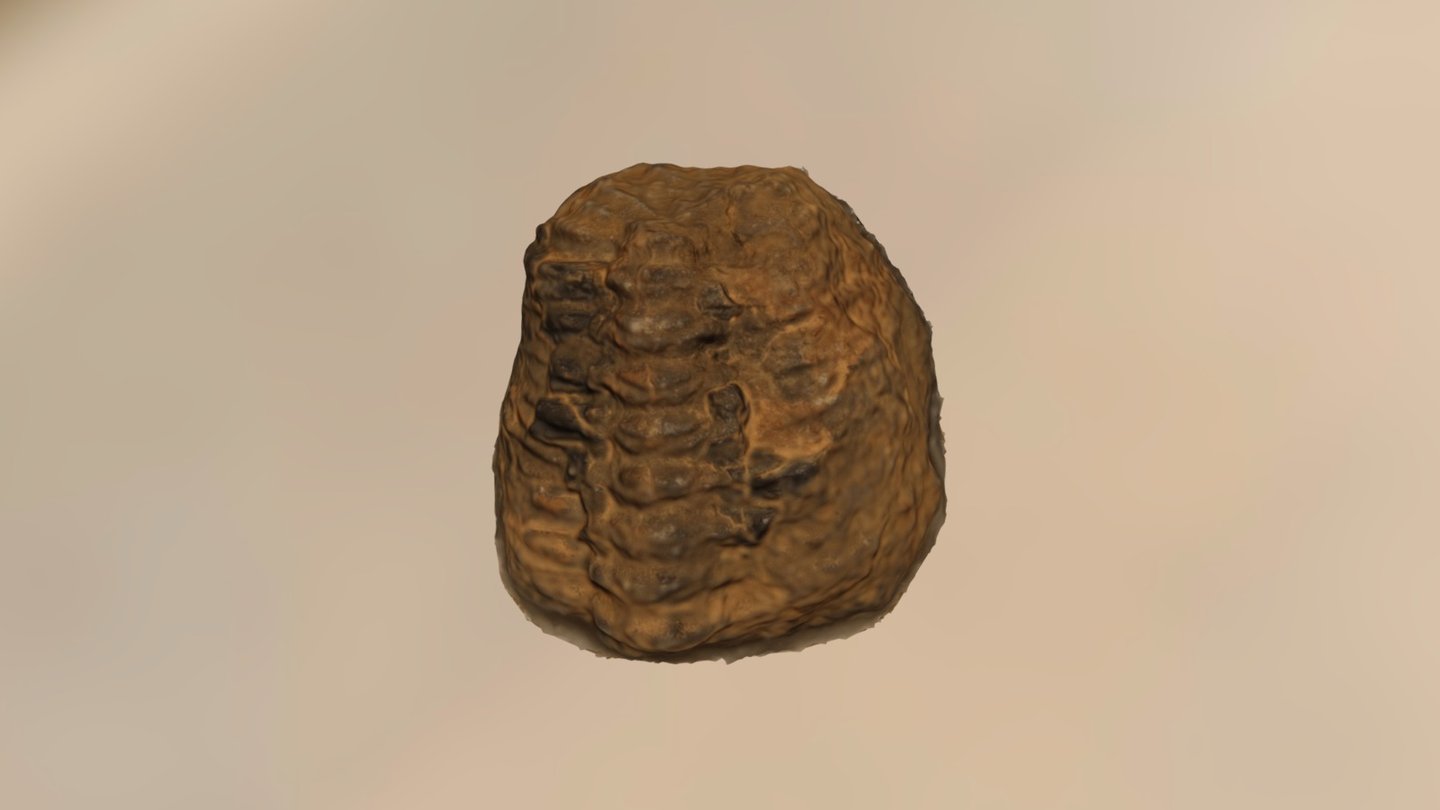 Trilobite 3
