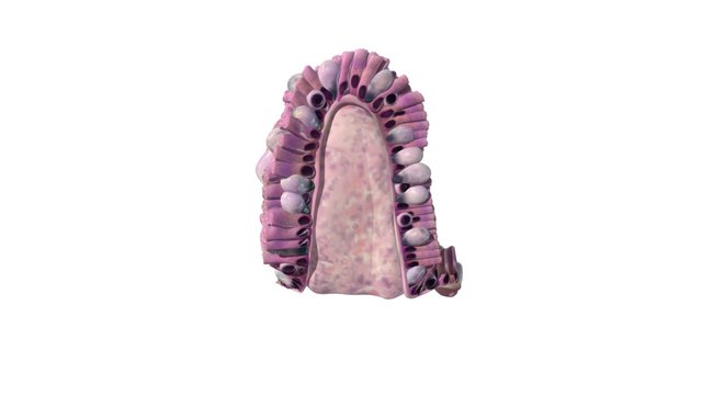 Epithelium of the Duodenum – Modello 3D gratuito STL