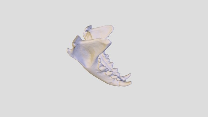 N_ vison Mandible 3D Model