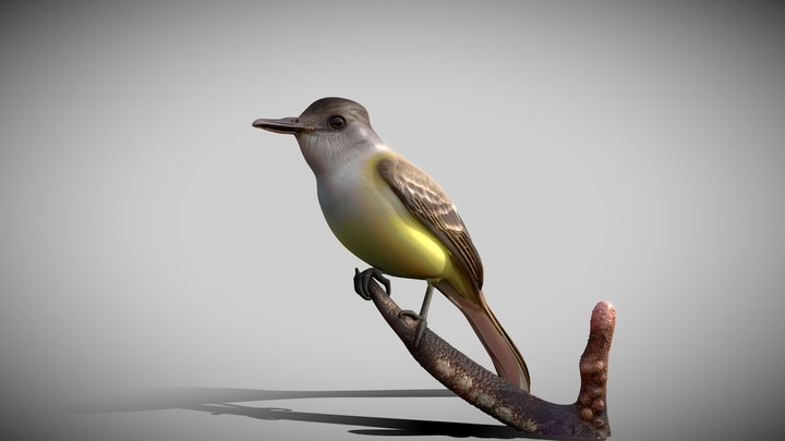Myiarchus Tuberculifer – Modello 3D gratuito STL