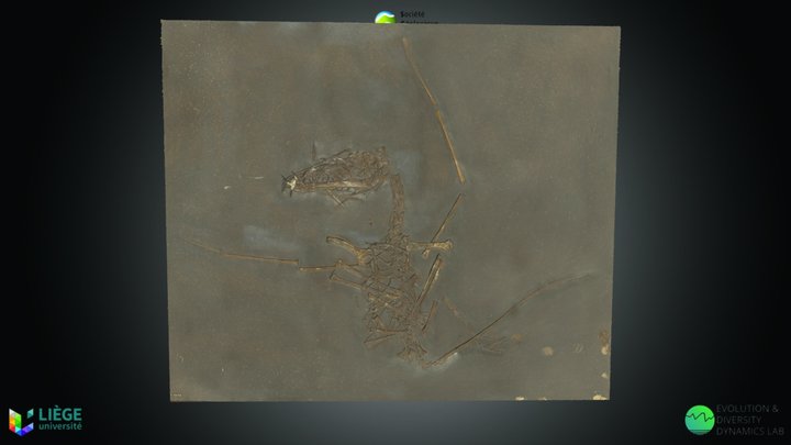 Reptile marin - Moulage de ptérosaure. – Kostenloses 3D-Modell STL