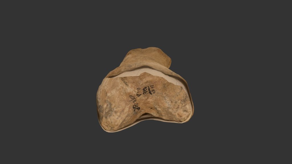 Bone figurine - horse's toe
