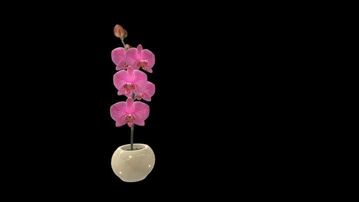 Orchidea 3D Model