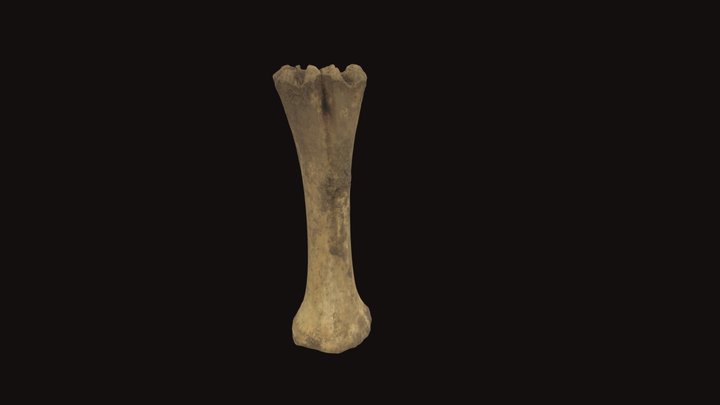 Metatarso bovino 3D Model