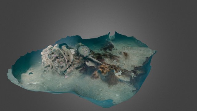 Wildcat 3D Model