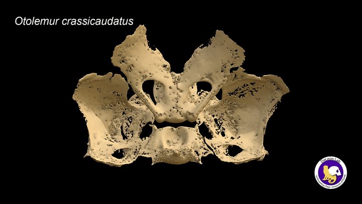 Sphenoid (newborn Otolemur crassicaudatus) 3D Model
