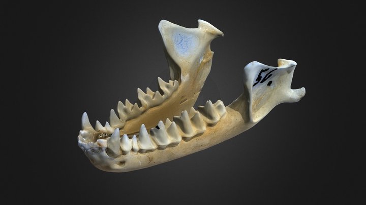 Myotis myotis – Free 3D Model STL