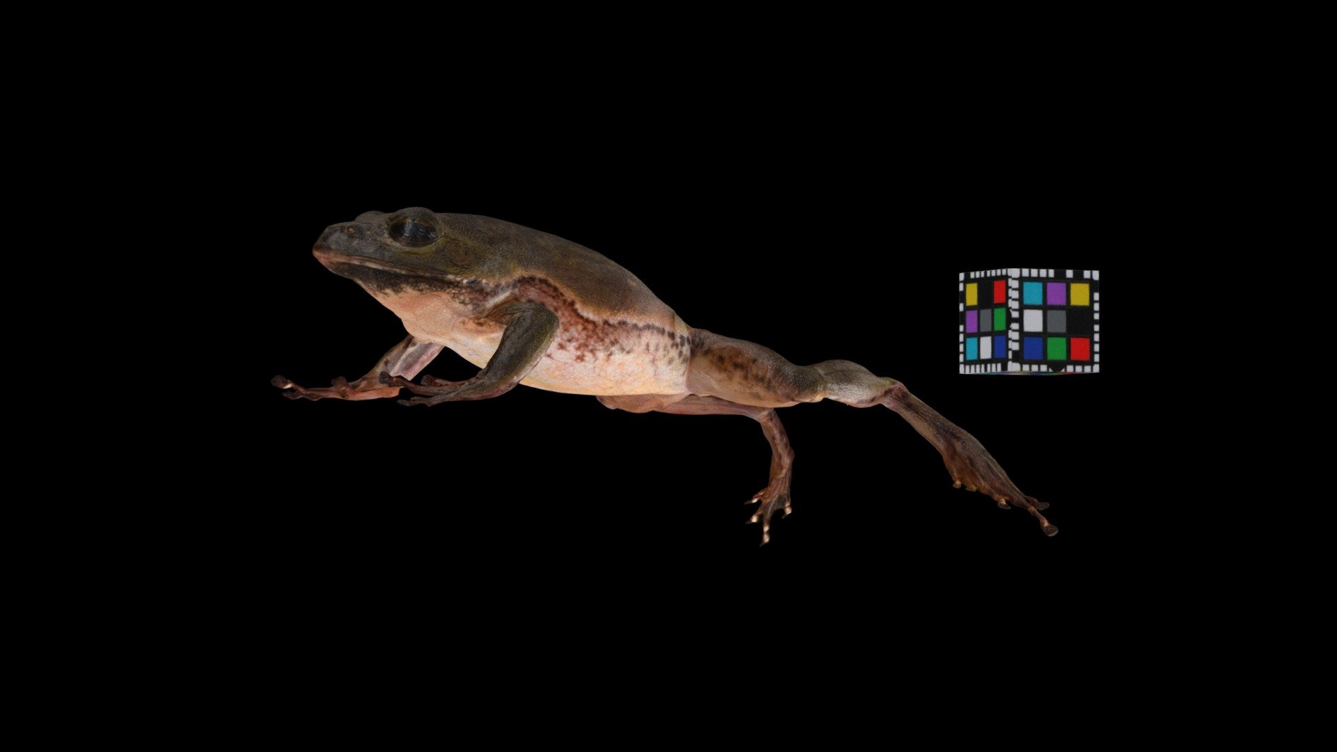 シュレーゲルアオガエル Green frog, Rhacophorus schlegelii