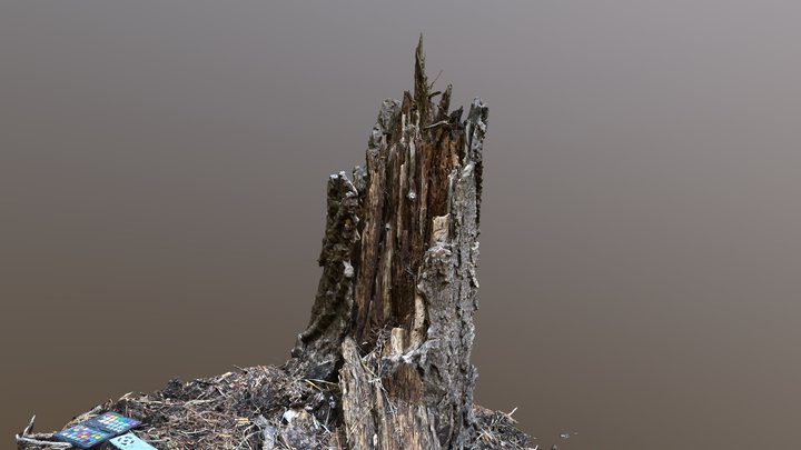RS - Tall Stump 3D Model