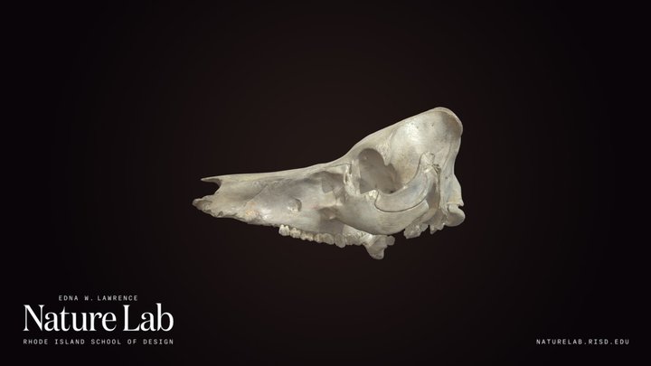Wild Boar cranium