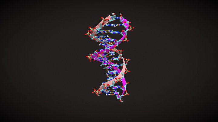 B-DNA, ribbon and sticks models 3D Model