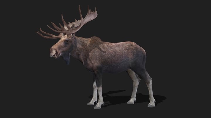 MOOSE - Realistic 3D Model (DEMO FREE)