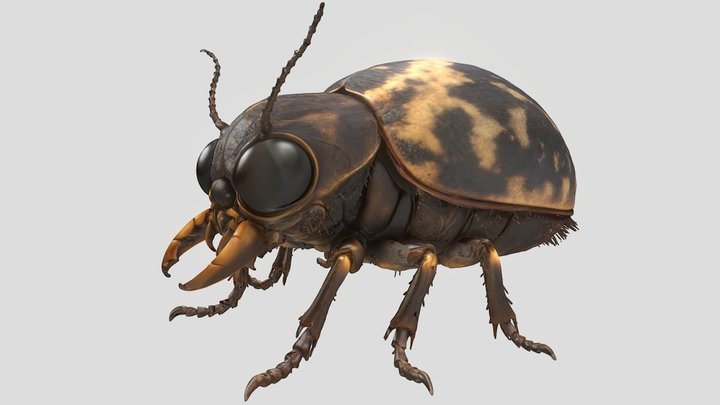 Realistic Beetle Insect