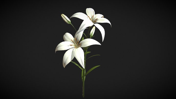 Lily_White 3D Model