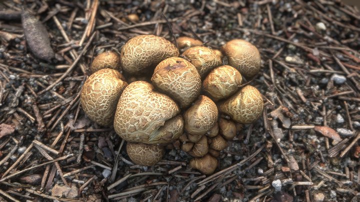 Bunch of mushrooms – Modello 3D gratuito STL