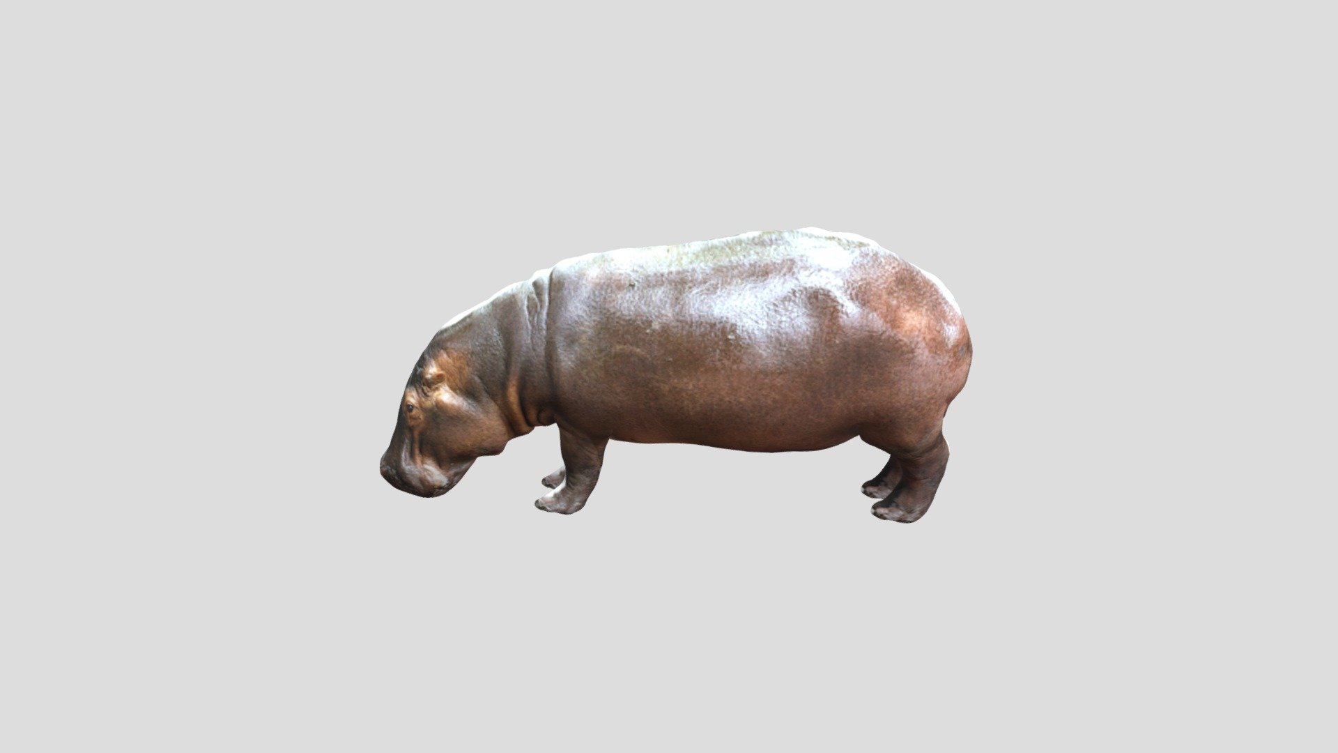 Hippopotamus - Download Free 3D model by Zazuyoshi [9e4a956] - Sketchfab