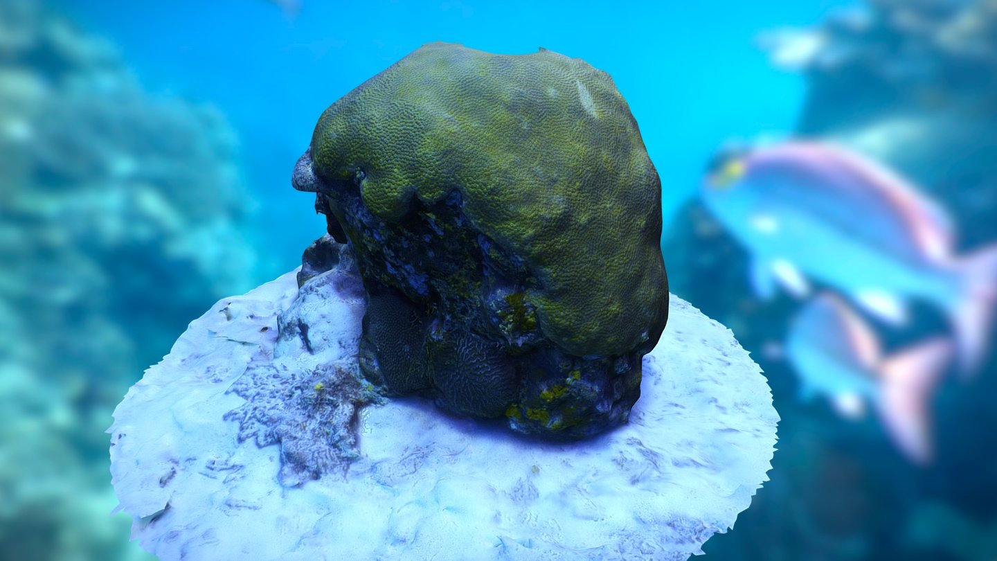 Coral Bommie — Sketchfab embed 3D viewer