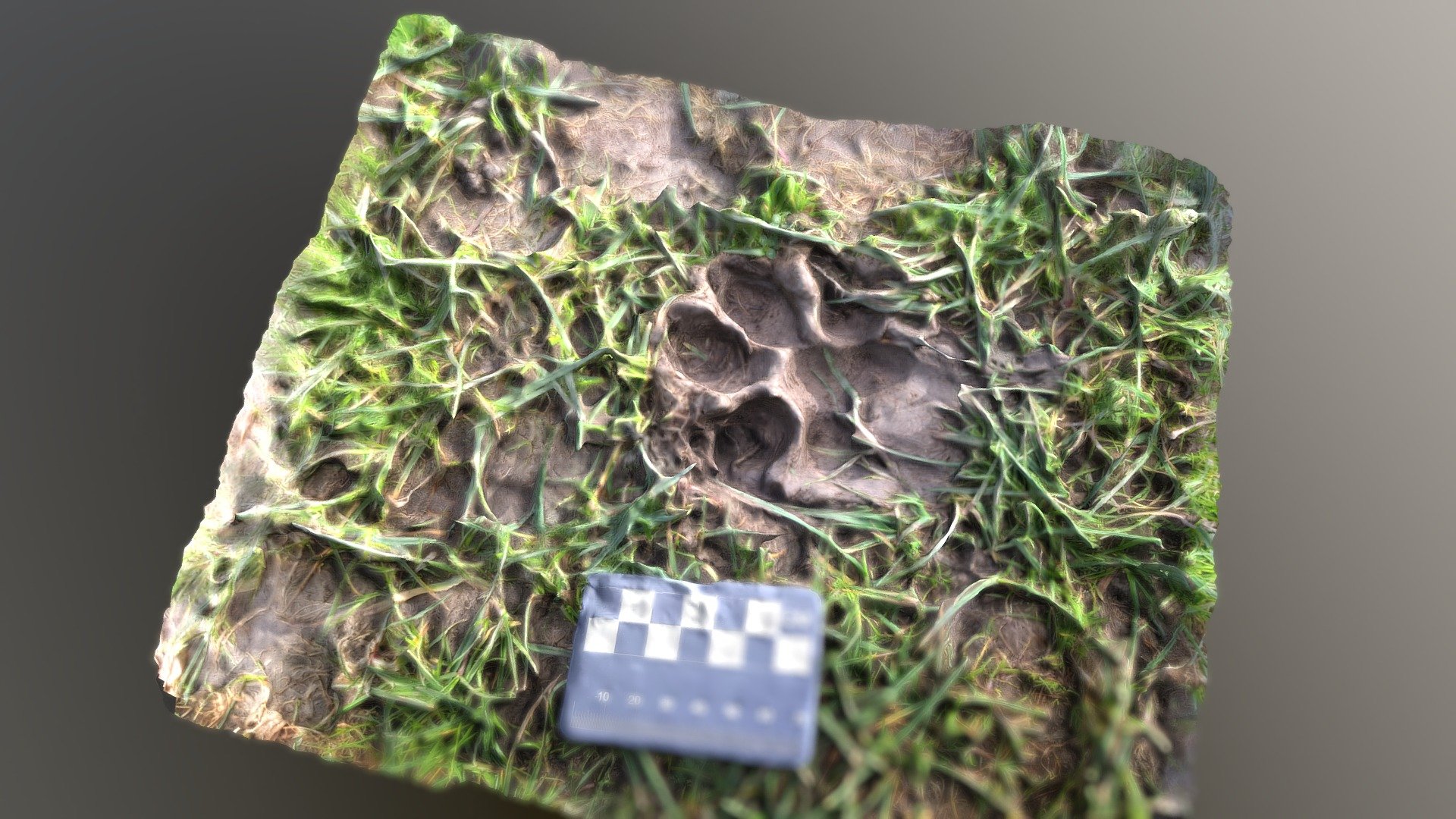 Dog Footprint In Mud And Grass