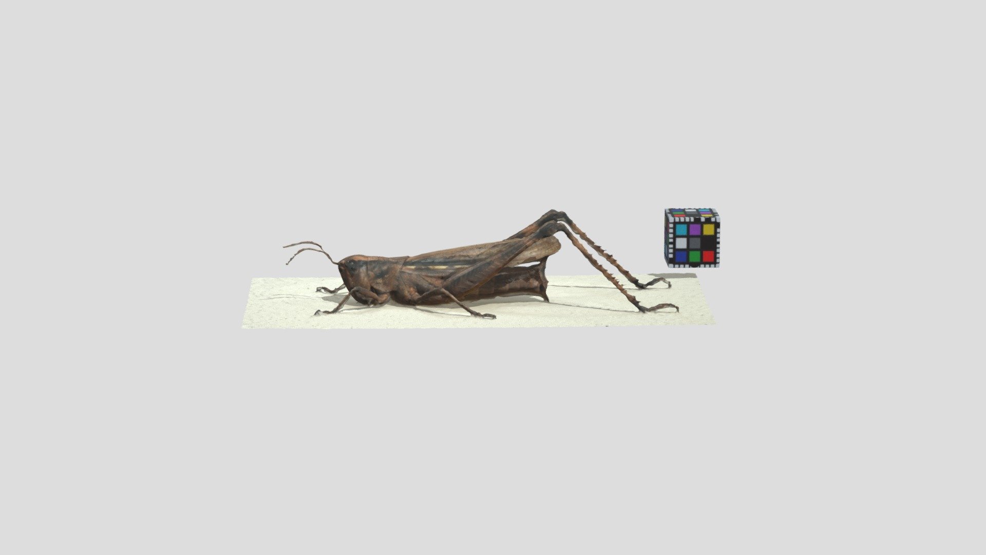 マダラバッタ Aiolopus tamulus