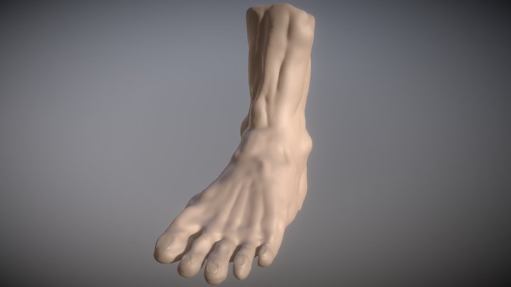Male Human Foot 3D Model
