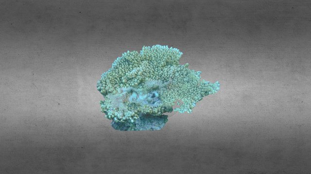 Tabulate Acropora spp. 12 (2015) 3D Model